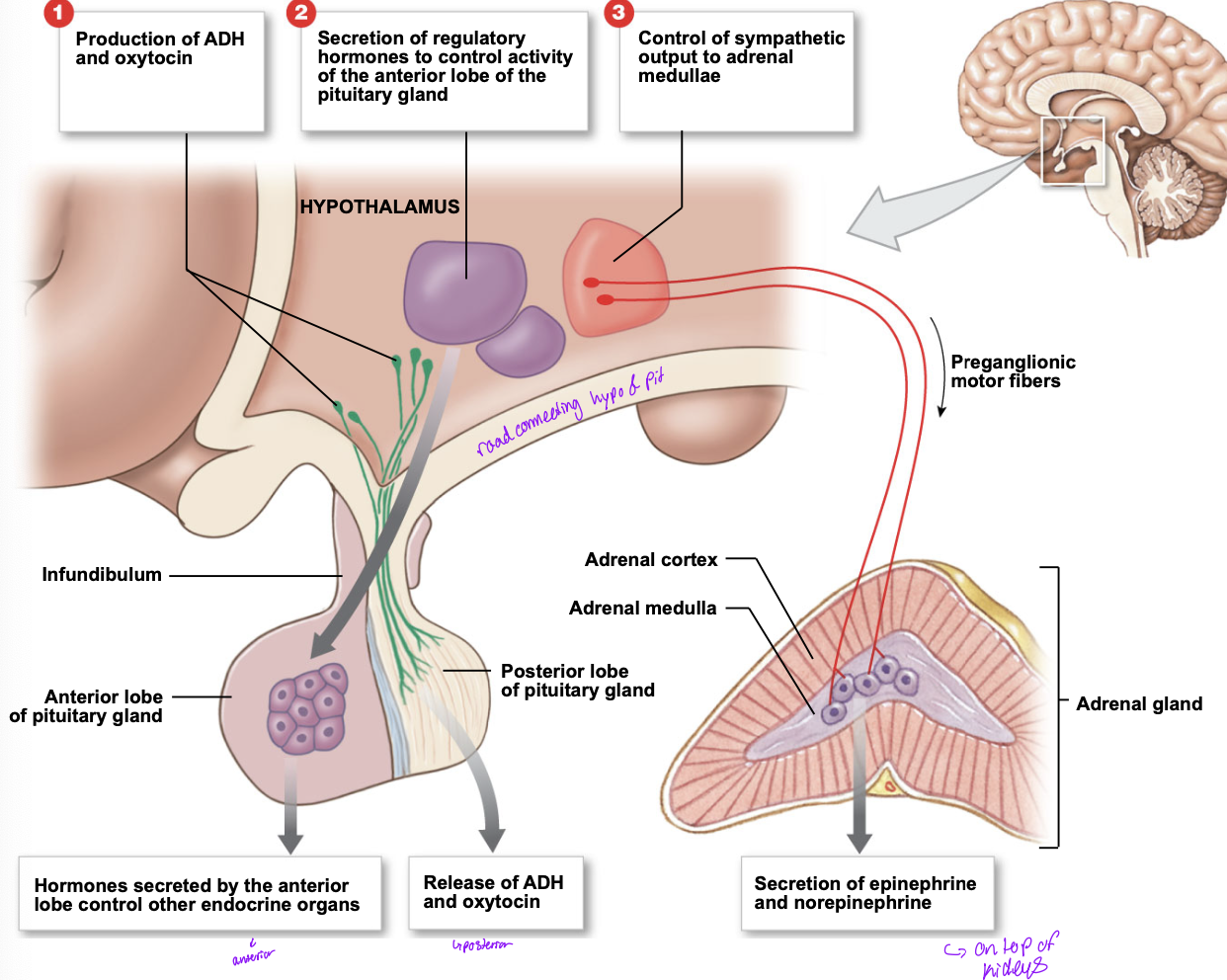 <ul><li><p>production of ADH and oxytosin </p><ul><li><p>hypothalamus acts directly onto the posterior lobe of the pituirary gland </p></li></ul></li><li><p>Secretion of regulatory hormones to control the activity of the anterior lobe of the pituitary gland </p><ul><li><p>hormones secreted by anterior lobe controle other endocrine organs </p></li></ul></li><li><p>control of the sympathetic output to adrenal medullae </p><ul><li><p>secretion of epinephrine and norephtine </p></li></ul></li></ul><p></p>