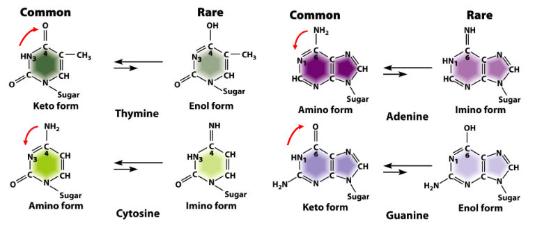 <p><strong>Definition</strong><br> Reversible change in the location of a hydrogen atom in a molecule<br> Alters the molecule from one isomer to another<br> Specifically, movement of H⁺ atoms within purine or pyrimidine bases</p><p><strong>Occurrence</strong><br> Rare and can happen spontaneously during DNA replication<br> Alters base pairing and can cause spontaneous mutations</p>