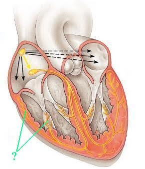 <p><span><span>Identify the indicated portion of the intrinsic conduction system of the heart.</span></span></p>