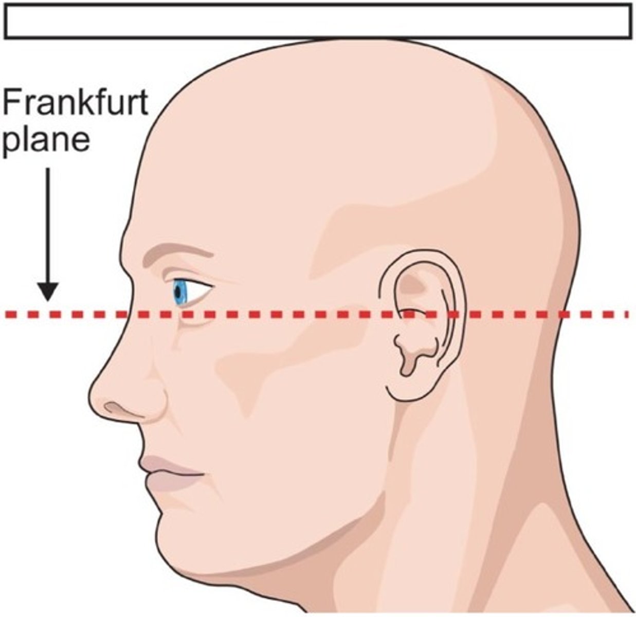 <p>the standard head position for taking anthropometric measurements</p>