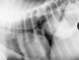 <ul><li><p><span style="background-color: transparent;"><strong><span>Et:</span></strong><span> </span><strong><u><span>anesthesia:</span></u></strong><span> reflux, caustic injury(chemical), FB, Doxycycline (C), hiatal hernia, bulldogs</span></span></p><ul><li><p><u>Endogenous</u>: Gastroesophageal reflux(gastric acid)</p></li></ul></li><li><p><span style="background-color: transparent;"><strong><span>Sig: </span></strong><span>Young, GSD/Shar Pei</span></span></p></li><li><p><span style="background-color: transparent;"><strong><span>Cs: </span></strong></span><span style="background-color: transparent; color: green;"><strong><span>regurg 1-3d post GA</span></strong></span></p></li><li><p><span style="background-color: transparent;"><strong><span>Dt:</span></strong><span> </span><strong><u><span>endoscopy</span></u></strong><span> w/ erythema, erosions, ulcers</span></span></p></li></ul><img src="https://knowt-user-attachments.s3.amazonaws.com/3c6be67e-4e4d-4182-a738-db06f149c1fc.png" data-width="25%" data-align="center"><ul><li><p><span style="background-color: transparent;"><strong><span>Tx:</span></strong><span> Omeprazole, Sucralfate, Metoclopramide (C), Cisapride (C), Corticosteroid, tube feed, sildenafil (D)</span></span></p><ul><li><p><span style="background-color: transparent;"><u><span>Prevention w/ pre-op omeprazole (12h + 3h pre-op)</span></u></span></p></li></ul></li><li><p><span style="background-color: transparent;"><strong><span>Comp:</span></strong><span> stricture</span></span></p><ul><li><p><span style="background-color: transparent; color: green;"><span>multi balloon dilations over 5d</span></span></p></li><li><p><span style="background-color: transparent; color: green;"><span>↑ recurrence, guarded px</span></span></p></li></ul></li></ul><img src="https://knowt-user-attachments.s3.amazonaws.com/a7eb18a8-51ab-42db-9a33-b61a35bbb6e6.png" data-width="25%" data-align="center"><p></p>