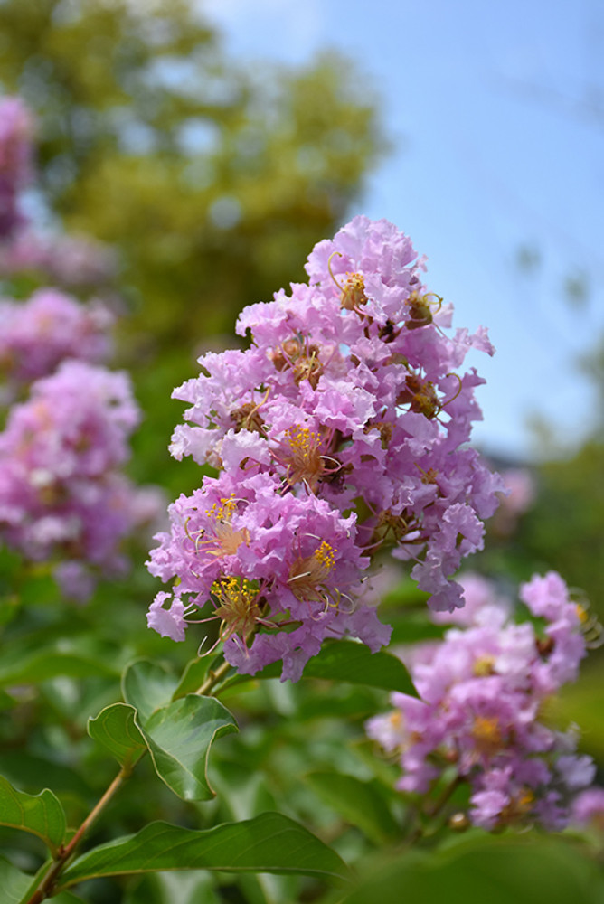 <p>What is this plant?</p>