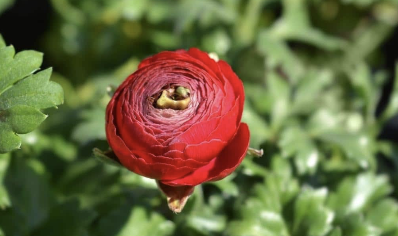 Flower 205