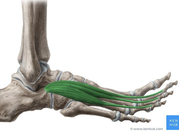 <p>MUSCLE:</p><p>ORIGIN:</p><p>INSERTION:</p><p>NERVE:</p><p>ACTION:</p>