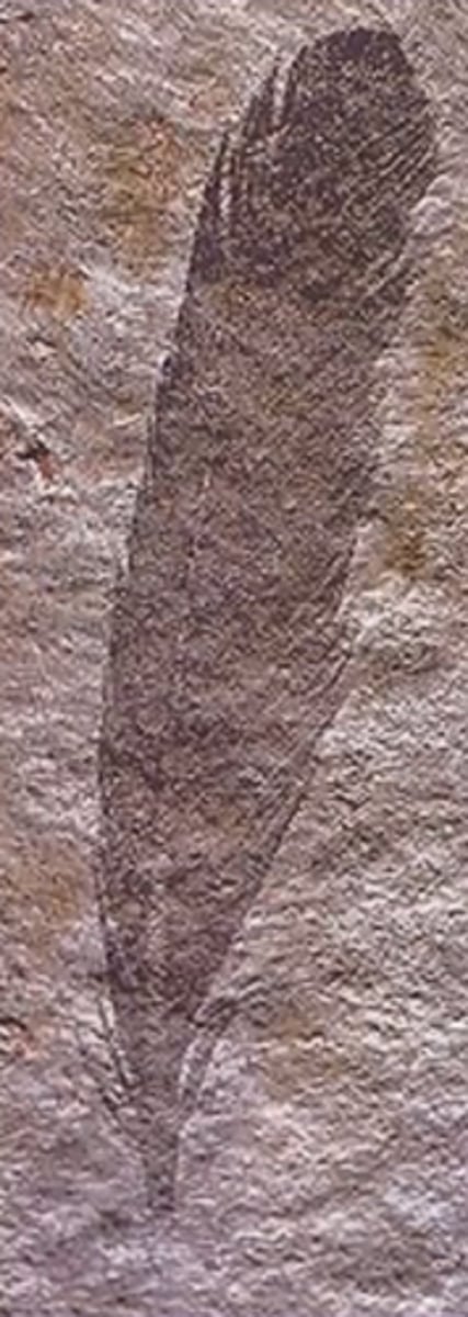 <p>A feather fossil was found that dated back to the late Jurassic</p>