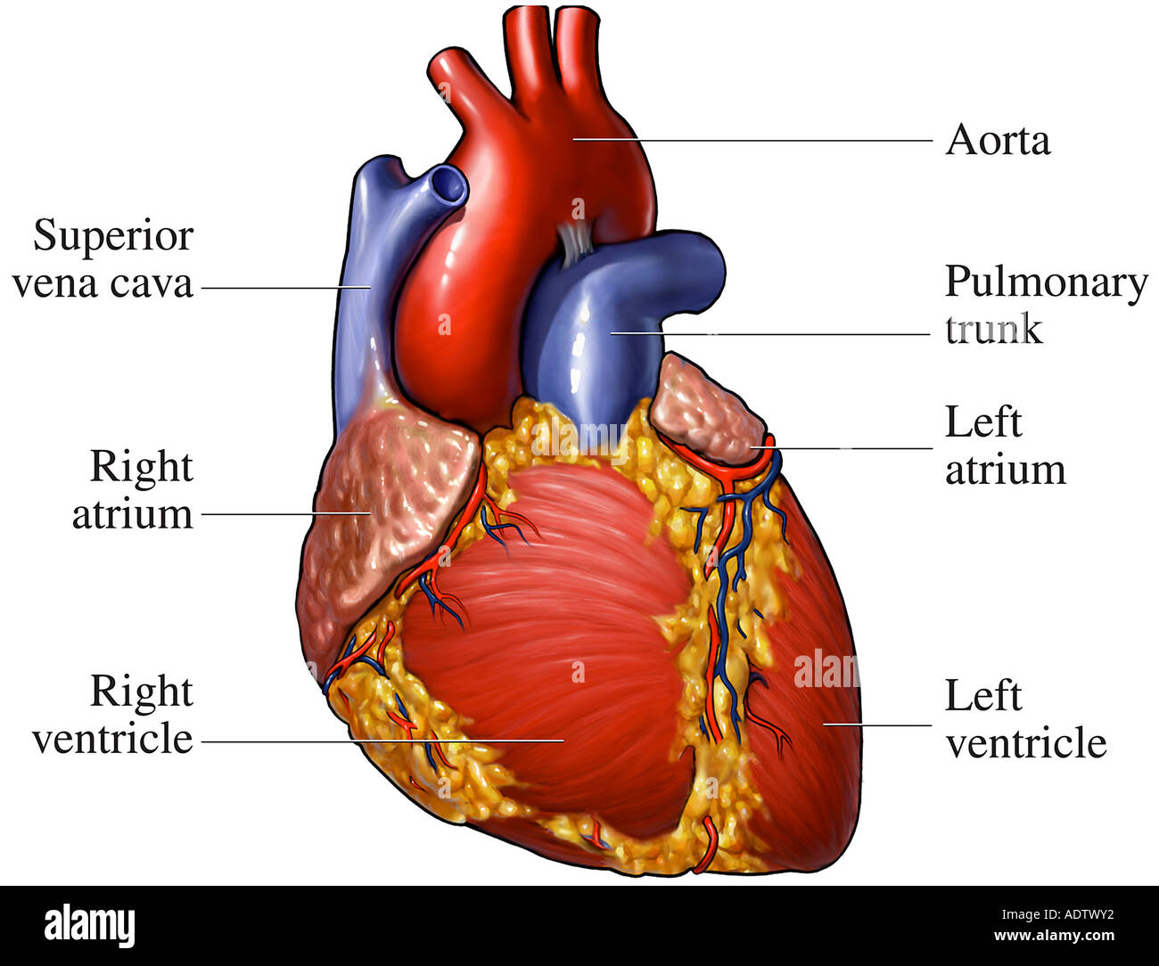 <p><span>the </span><strong>pulmonary trunk</strong></p>