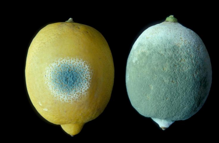 <p>Štětičkovec italský</p>