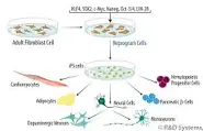 <p><span>Are derived from skin or blood cells that have been reprogrammed back into an embryonic-like pluripotent state that enables the development of an unlimited source of any type of human cell needed for therapeutic purposes.</span></p>