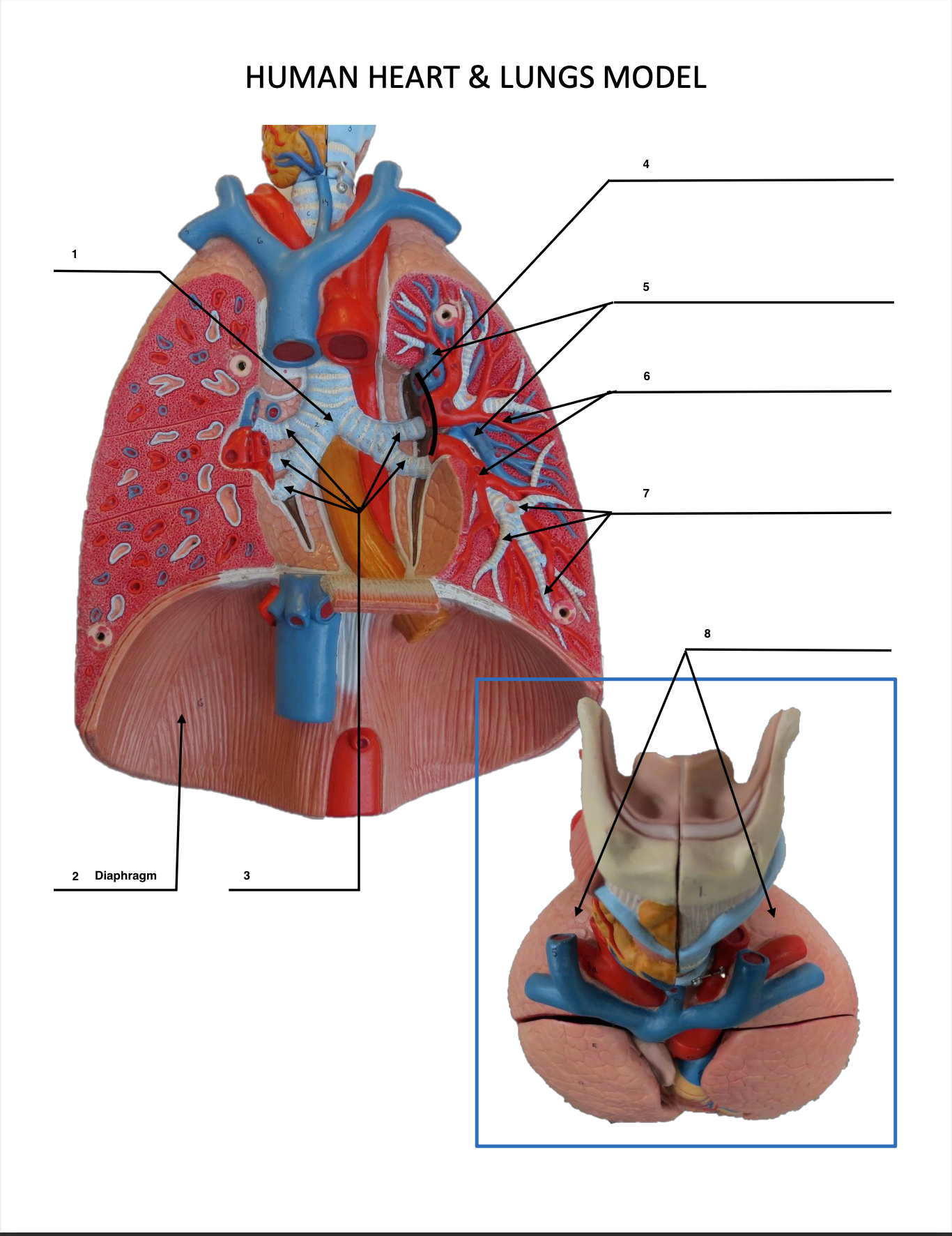 <p>Diaphragm</p>