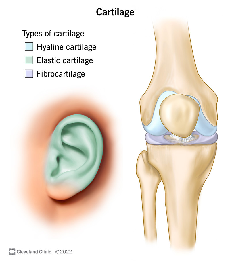 <p>A solid form of connective tissue with varying degrees of solidity ranging from the firmness of&nbsp; a rubber eraser to that of a silicon gel</p>
