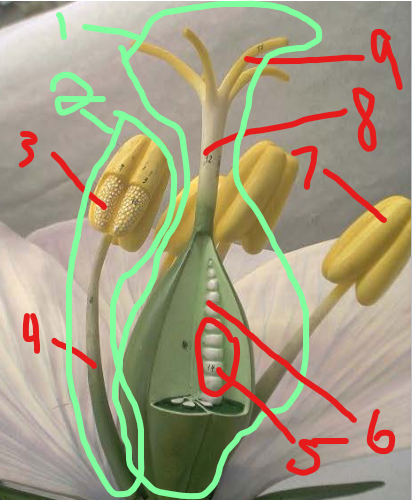 knowt flashcard image
