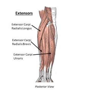<ul><li><p>posterior side of the carpals or phalanges</p></li></ul>