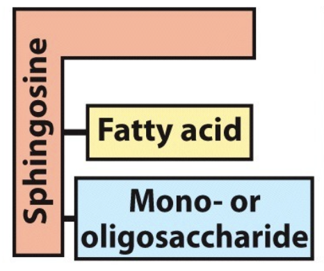 <p>What is the name of this molecule and what category of lipids does it fit into?</p>