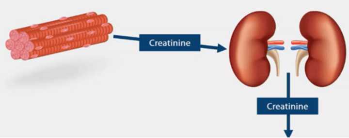 <p>via muscle metabolism/normal muscle breakdown<br>- excreted by kidneys with urea</p>