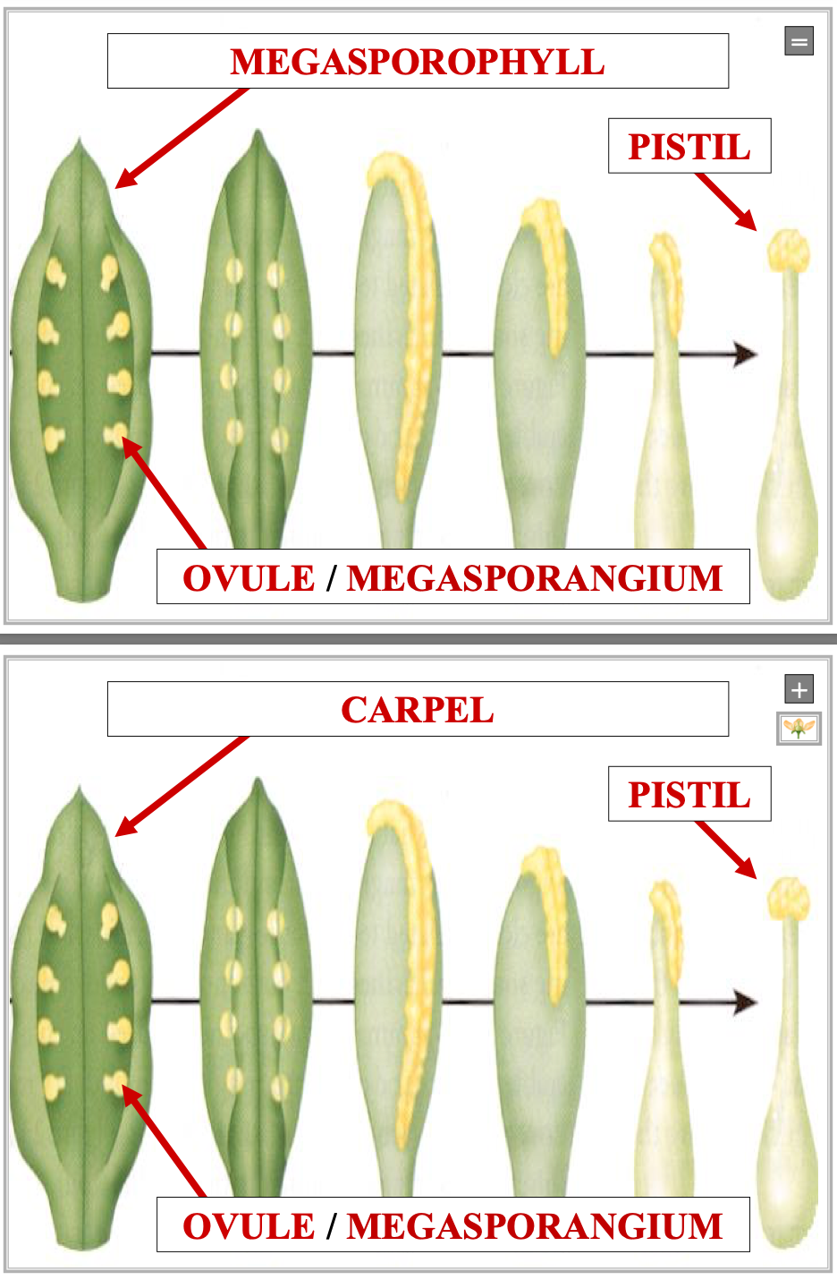 <p>megasporophyll= carpel</p>