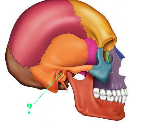 <p><span>Identify the indicated bone marking (opening).</span></p>