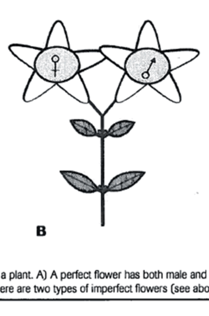 <p>one house (male and female flowers on the same plant)</p>