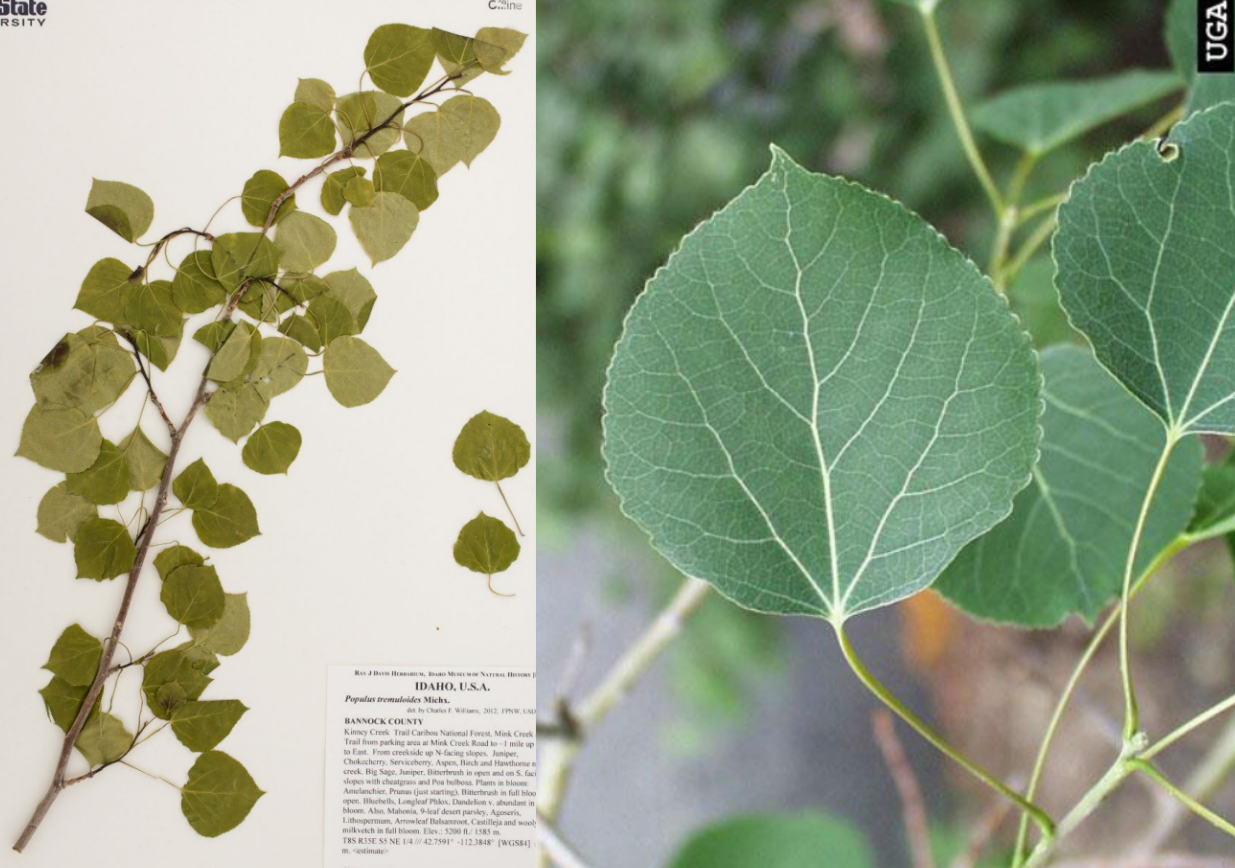 <p>Acuminate apex</p><p>sometimes serrated margin</p><p>Bicolor leaves</p>