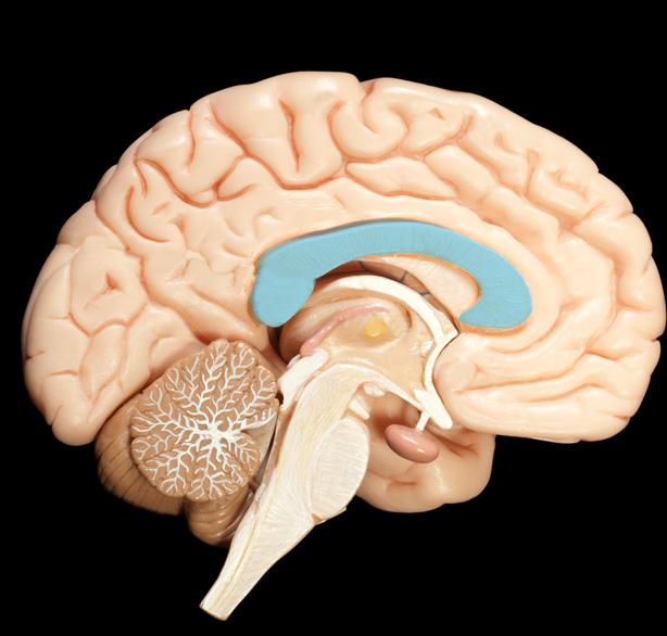 Corpus Callosum