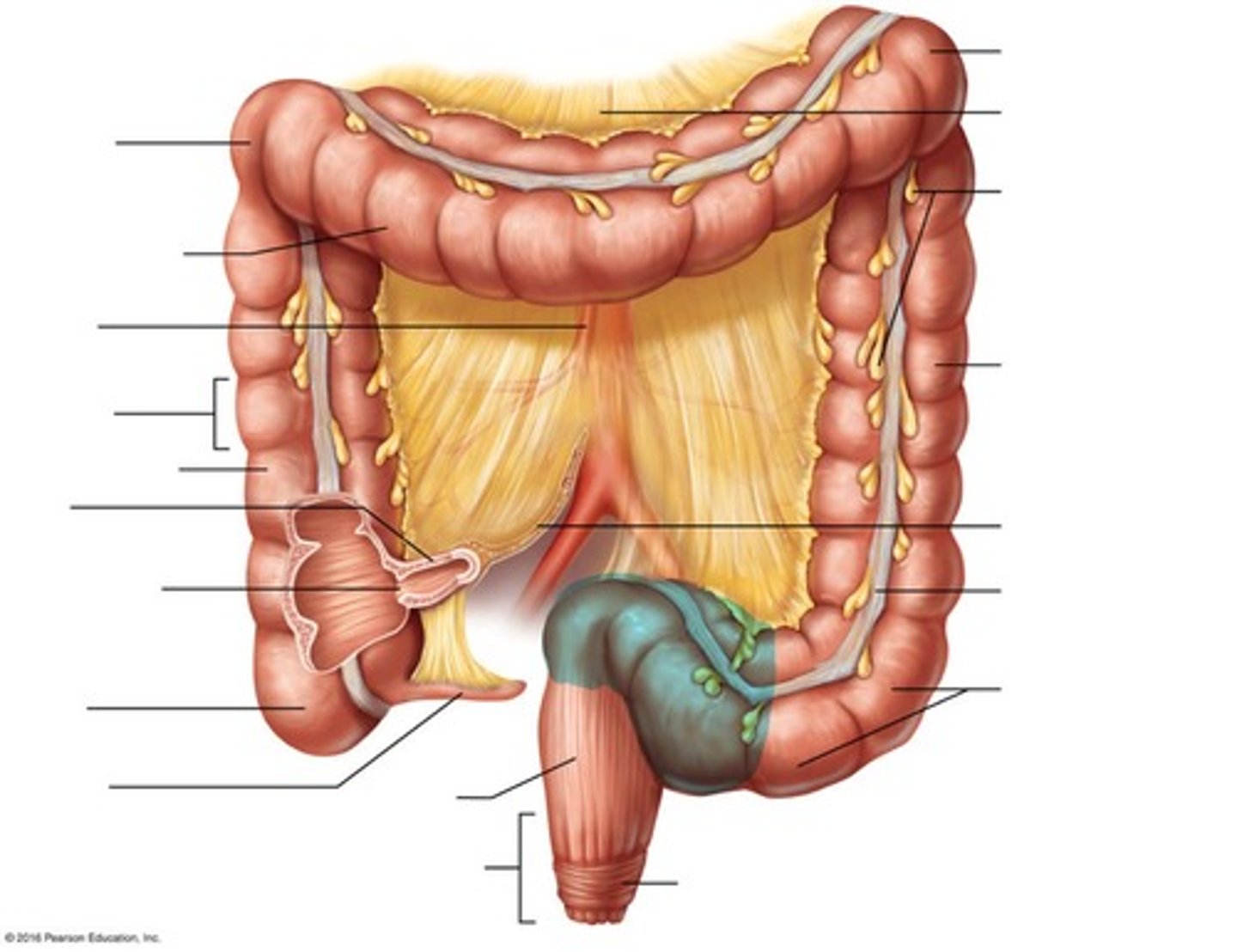 <p>S-shaped part at the end of the colon</p>