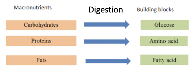 <p>Macronutrients because they are too large</p><p>Must break down the macros into simplest building blocks through digestion</p>
