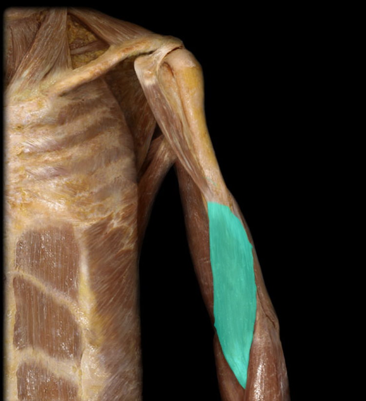 <p>A muscle situated beneath the biceps brachii that also assists in flexing the elbow. It is particularly effective in this action when the forearm is positioned in a pronated position. </p>