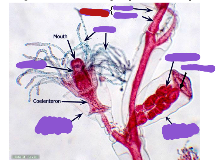 <p>Identify the red structure</p>