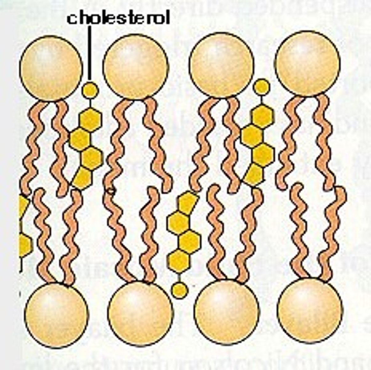 <p>stabilizes the membrane by holding nearby phosholipids hydrophopic tails together reducing the flexibility of the membrane by making them more tightly packed together</p>