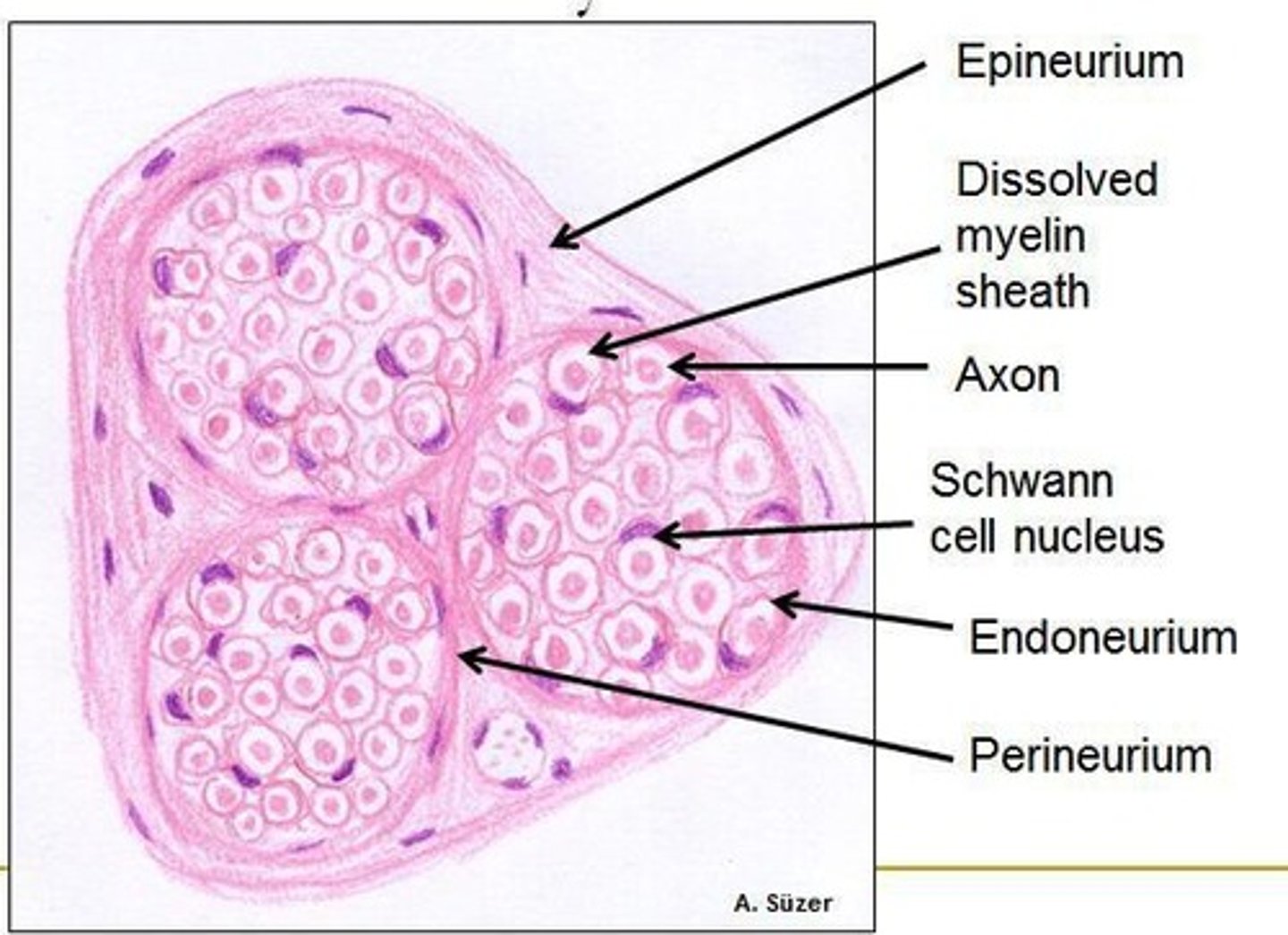 <p>Loose connective tissue called endoneurium.</p>