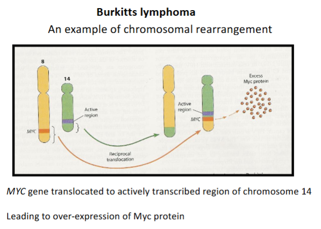 <p>Enhanced production of Myc protein → Stimulates cell proliferation → tumour formation</p>