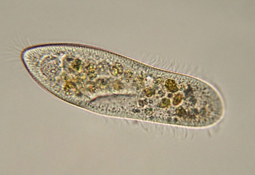 <p>microscopic, protozoa, motile (cilia), unicellular, tan </p>