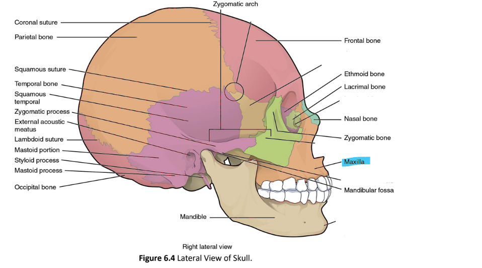<p>maxilla</p>