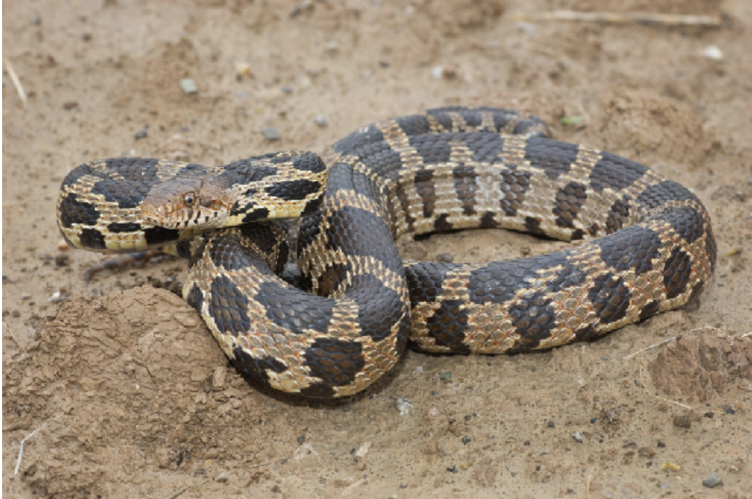 <p>Pantherophis vulpinus<br>Western foxsnake<br>Colubridae</p>