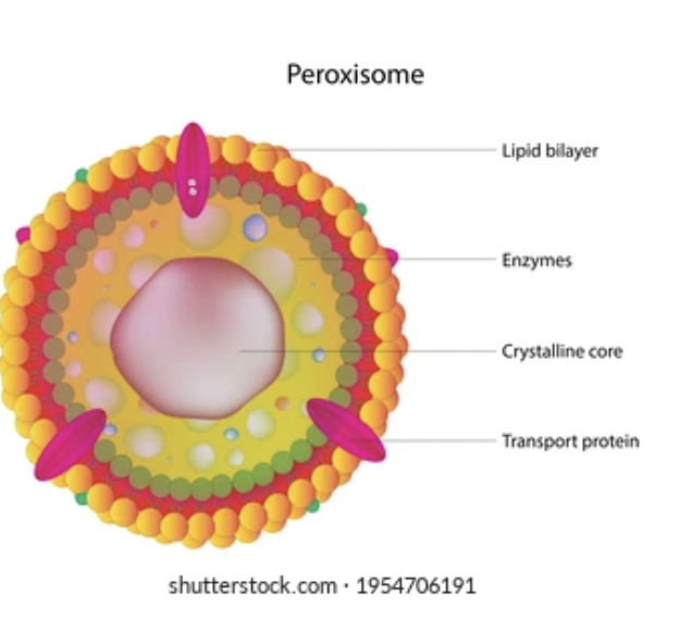 <p><span style="background-color: transparent; font-family: &quot;Proxima Nova&quot;, sans-serif;">Formed by fusing vesicles from the mitochondria AND the rough ER together.&nbsp;</span></p>