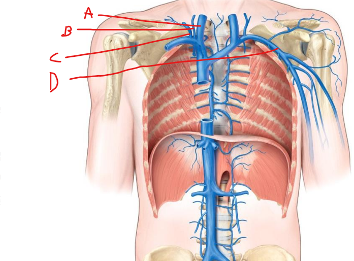 <p>what is c</p>