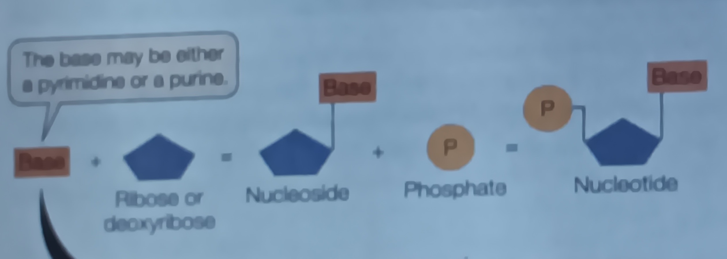 <p>Has (nitrogen having) base, Penrose sugar and 1-3 phosphate groups</p>