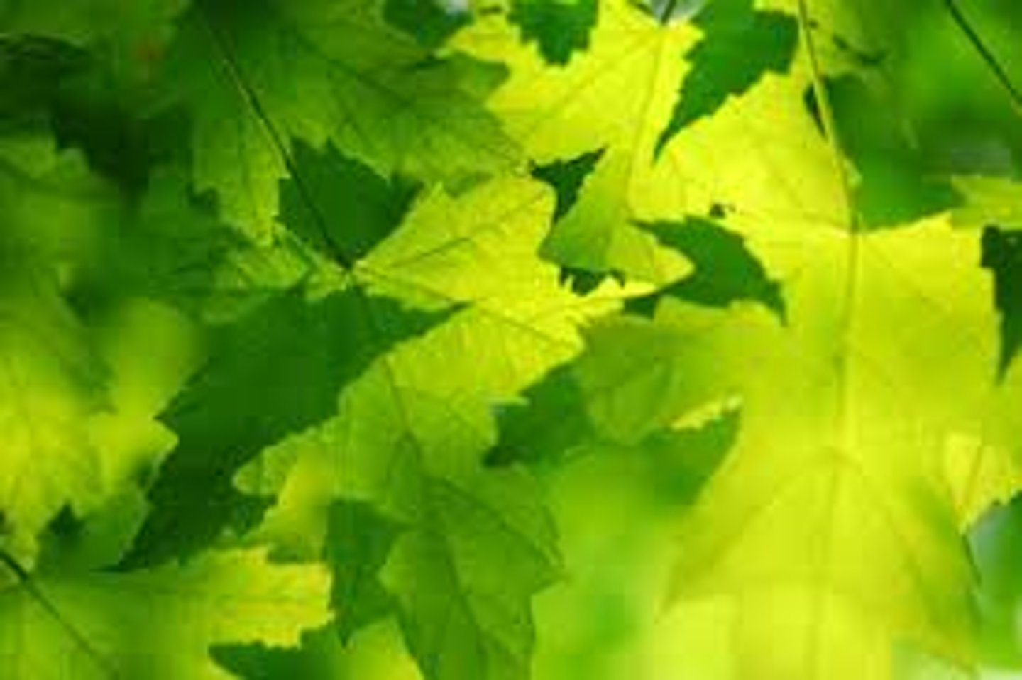 <p>An organism that makes its own food</p>