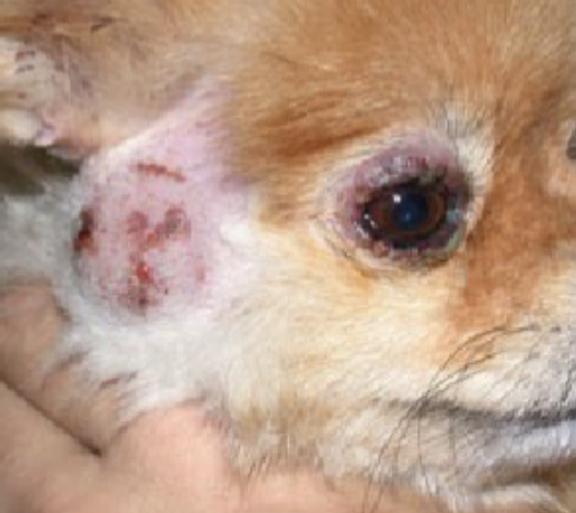 <p>Subcutanoeus abcesses in dogs </p>