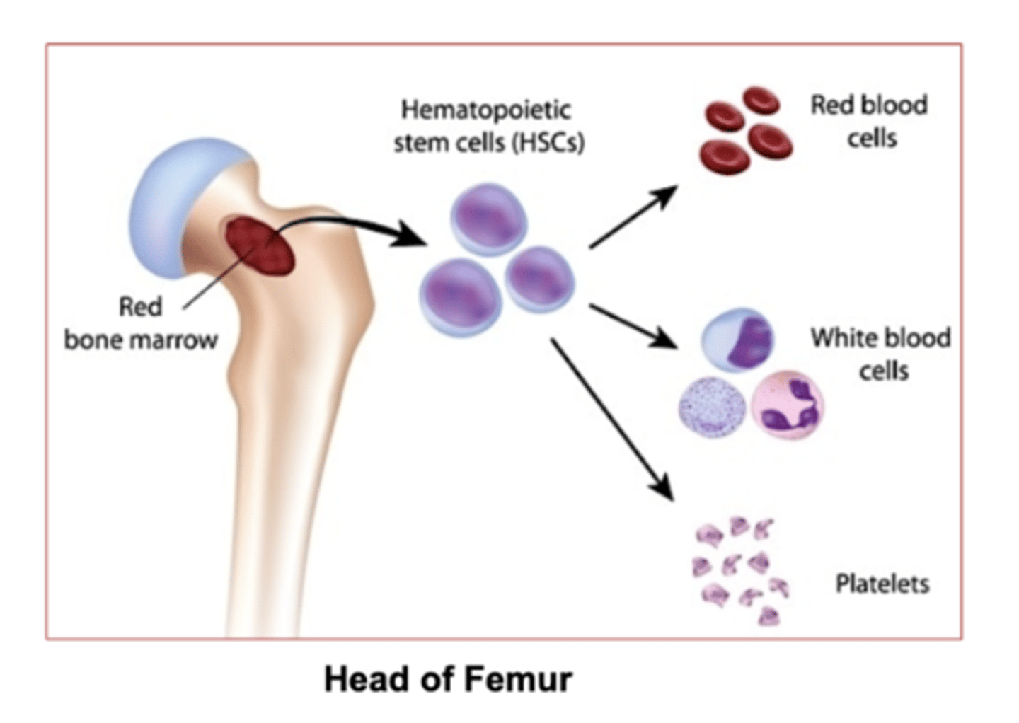 <p>blood cell formation</p><p>Red marrow is responsible for hematopoiesis.</p><p>Yellow marrow stores fat</p>