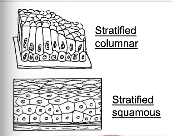 <p>multi-cell layered (columnar, squamous)</p><p>name determined by shape of cell layer at free surface</p>