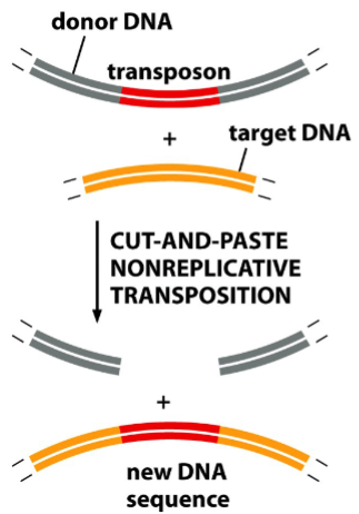 <p>“copy and paste”</p><p>a method of insertion of simple bacterial transposons</p><p>a copy of the insertion sequence is made by local DNA replication</p><p>that copy of the insertion sequence is pasted into the target site, without being removed from the original DNA</p><p>result: a new copy of the insertion sequence appears at the target site</p>