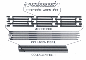 <p>3 minor helicies form a major helix to make this collagen molecule </p><p>tropocollagen→ microfibril → fibril → collagen fiber → lamellae </p>
