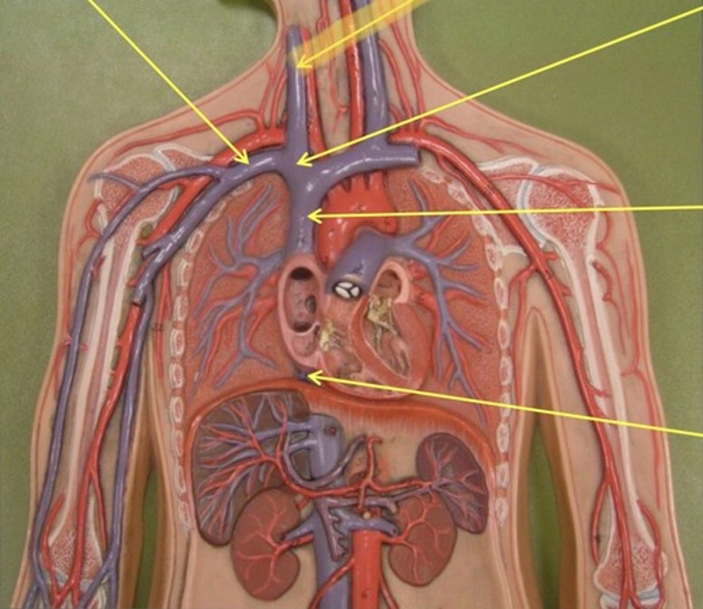 knowt flashcard image