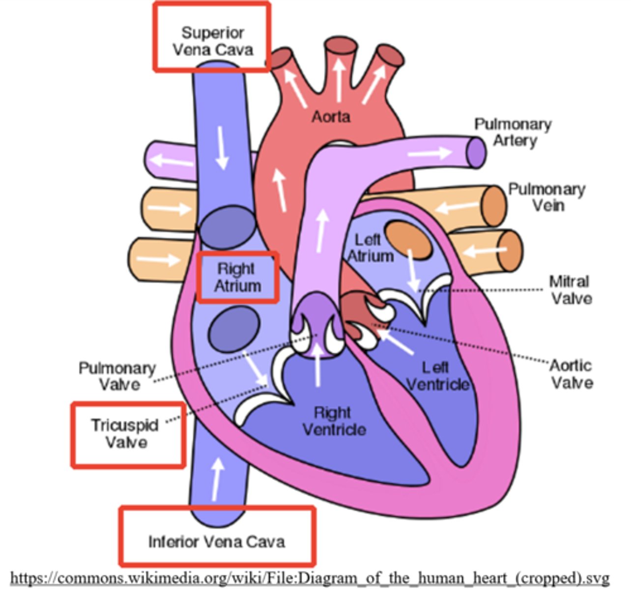 <p>inferior vena cava</p>