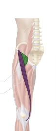 <p>Flexes thigh</p><p><strong>Green</strong></p>