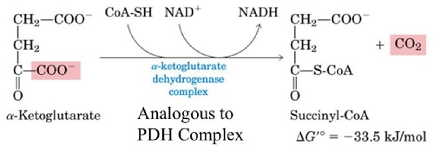 <p>Oxidation of a-ketoglutarate</p><p>Enzyme: a-ketoglutarate dehydrogenase complex</p><p>This multiprotein complex resembles pyruvate dehydrogenase complex</p><p>Same coenzymes, and identical mechanisms</p>