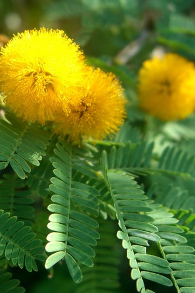 <p>Vachellia farnesiana<br>Fabaceae</p>
