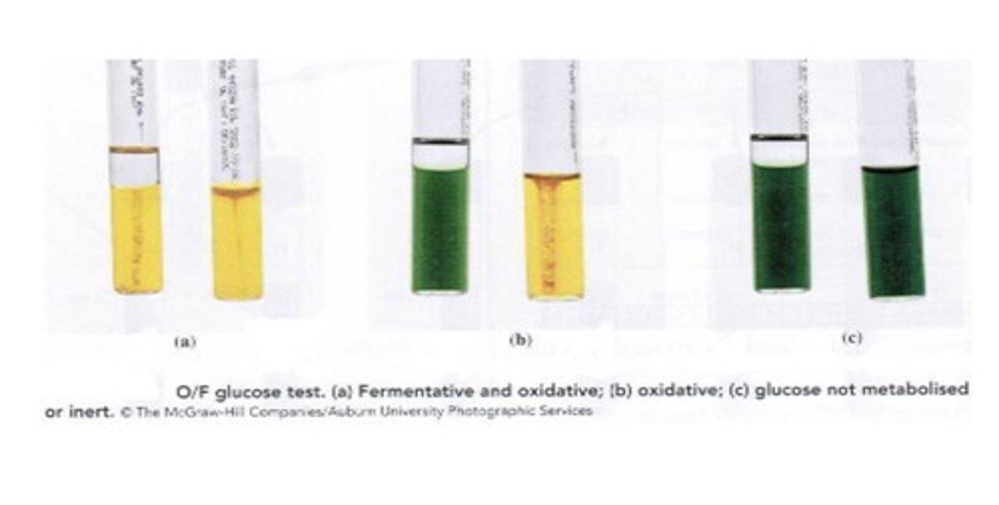 <p>Both tubes turn yellow</p>