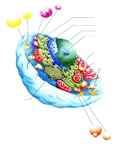 <p>label</p>