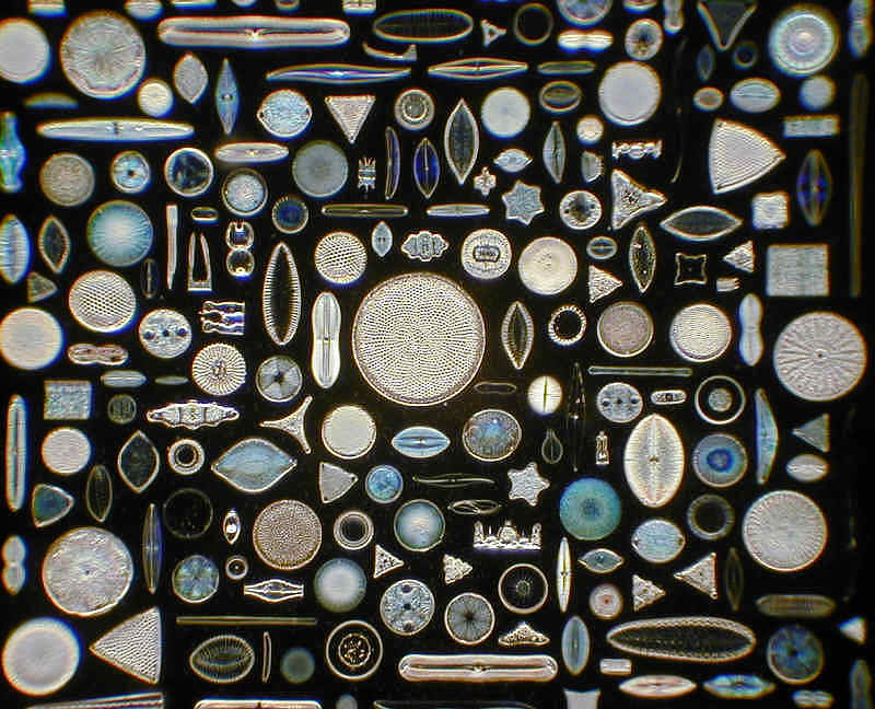 <p>Centric and Pennate (rod shaped) Diatoms</p>